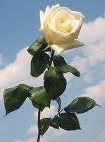 White rose as a sign