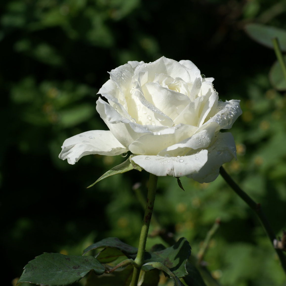 White-Rose-thumb - Carmelite Priory.